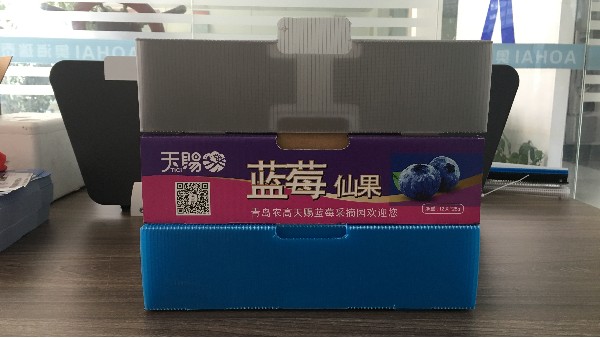 春季大火藍莓中空板周轉(zhuǎn)箱上市